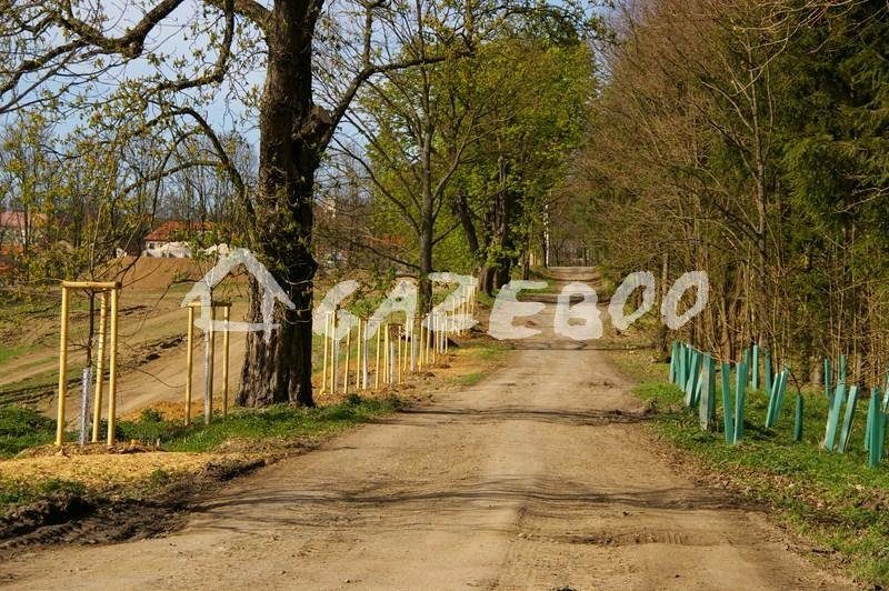 Nově vysázená kaštanová alej u Pyšel