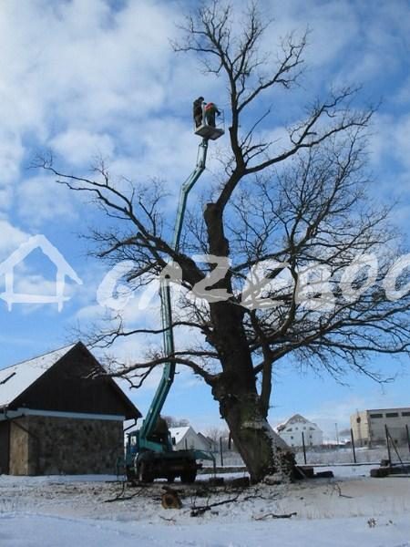 Stromolezec v koruně stromu při kácení